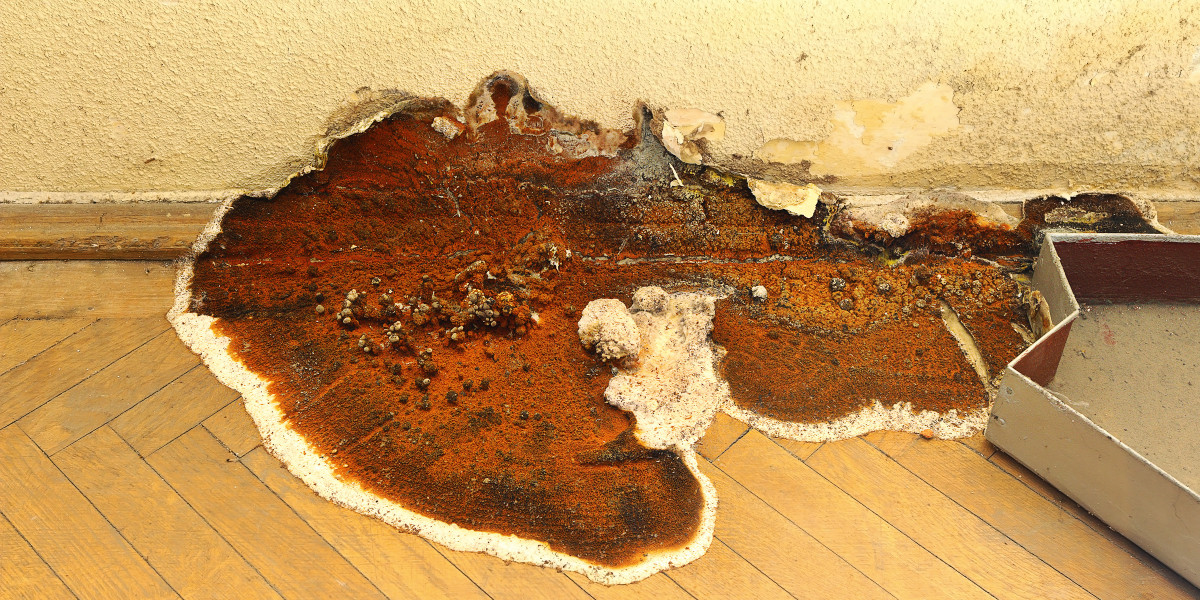 Was Sie über Hausschwamm wissen sollten